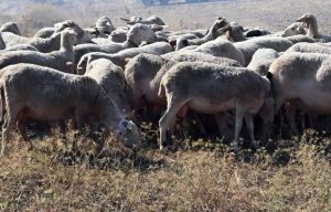 Κατεπείγουσα έρευνα για ενδεχόμενη πλημμελή εφαρμογή των μέτρων για τον περιορισμό της ευλογιάς των αιγοπροβάτων