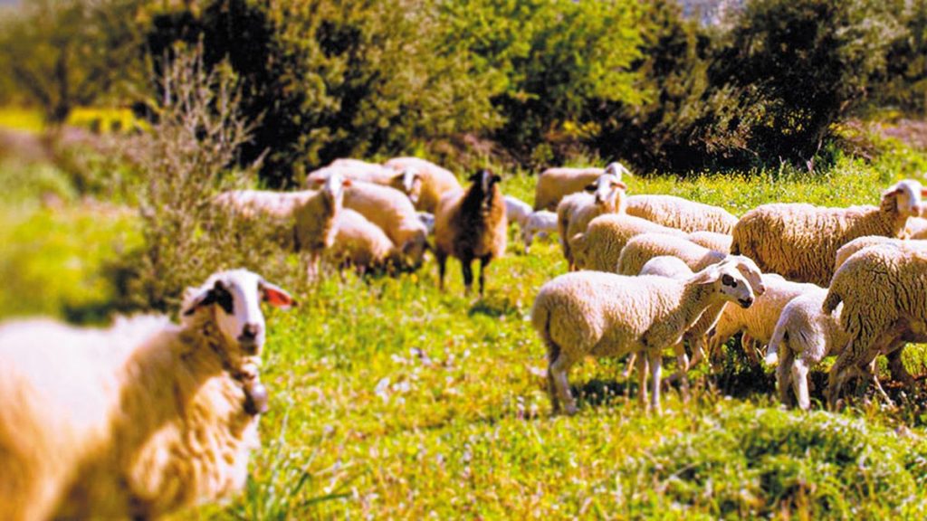 Γαλακτοκομία: Μεγάλη η απόσταση ανάμεσα στα πρωτόκολλα και την κτηνοτροφική πραγματικότητα