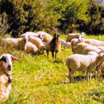 Γαλακτοκομία: Μεγάλη η απόσταση ανάμεσα στα πρωτόκολλα και την κτηνοτροφική πραγματικότητα