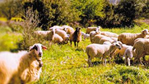 Γαλακτοκομία: Μεγάλη η απόσταση ανάμεσα στα πρωτόκολλα και την κτηνοτροφική πραγματικότητα