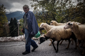 Στην καρδιά της Αθήνας για απληρωσιές-ευλογιά αγρότες, κτηνοτρόφοι