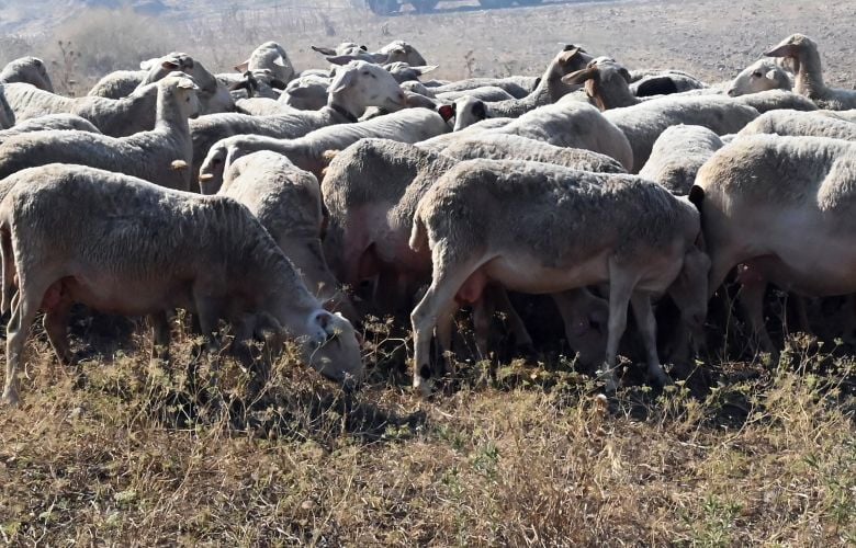 Κατεπείγουσα έρευνα για ενδεχόμενη πλημμελή εφαρμογή των μέτρων για τον περιορισμό της ευλογιάς των αιγοπροβάτων