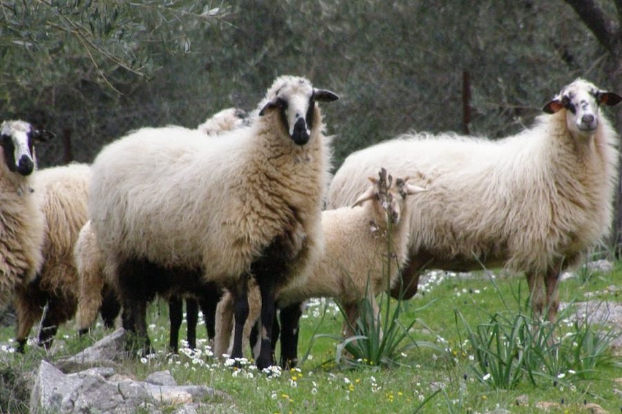 «Καμπανάκι» για τον καταρροϊκό πυρετό του προβάτου στην Μεσσηνία