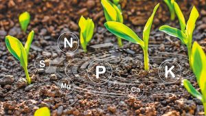 NUTRI-CHECK NET: Οι βέλτιστες πρακτικές στην Ευρώπη για τη θρέψη των φυτών