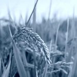 Οι Ευρωπαίοι παραγωγοί ρυζιού ενώνουν δυνάμεις πριν τους πνίξουν οι εισαγωγές