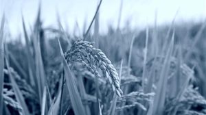 Οι Ευρωπαίοι παραγωγοί ρυζιού ενώνουν δυνάμεις πριν τους πνίξουν οι εισαγωγές