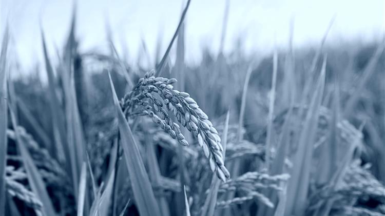 Οι Ευρωπαίοι παραγωγοί ρυζιού ενώνουν δυνάμεις πριν τους πνίξουν οι εισαγωγές