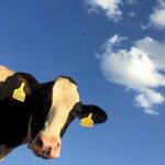 Ανεξέλεγκτη εκτόξευση τιμών σε γάλα και μοσχαρίσιο κρέας ενόψει Χριστουγέννων