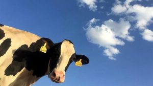 Ανεξέλεγκτη εκτόξευση τιμών σε γάλα και μοσχαρίσιο κρέας ενόψει Χριστουγέννων