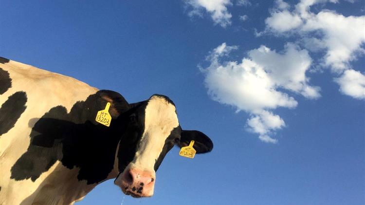 Ανεξέλεγκτη εκτόξευση τιμών σε γάλα και μοσχαρίσιο κρέας ενόψει Χριστουγέννων