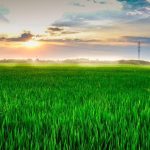 Η Ινδονησία απαγορεύει τις εισαγωγές ρυζιού