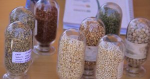 Στην τελική φάση ο νέος κανονισμός για το πολλαπλασιαστικό υλικό στην ΕΕ