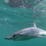 Απρόσμενη «μάχη» ψαρά με καρχαρία στην Αργολίδα - Τον απελευθέρωσε μετά από μία ώρα