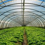 Έως 6 Νοεμβρίου αιτήσεις για ταχύρρυθμα τεχνικών θερμοκηπιακών καλλιεργειών του ΕΛΓΟ-ΔΗΜΗΤΡΑ