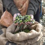 Ελαίας Καρπός