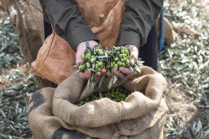 Ελαίας Καρπός