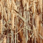 Ξηρασία «χτυπά» τα σιτηρά στην Τουρκία