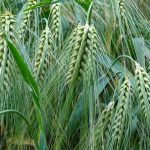 Κίνα: Αγοράζει αμερικανικό σιτάρι μετά από έναν χρόνο