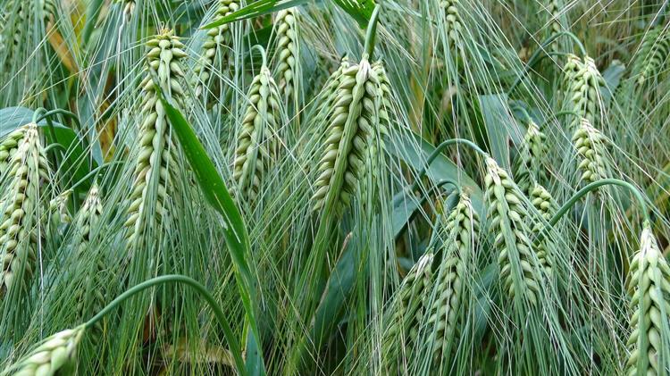 Κίνα: Αγοράζει αμερικανικό σιτάρι μετά από έναν χρόνο