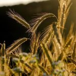 U.S. Wheat Associates: Η παγκόσμια ζήτηση για σιτάρι αυξάνεται κάθε χρόνο