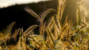 U.S. Wheat Associates: Η παγκόσμια ζήτηση για σιτάρι αυξάνεται κάθε χρόνο