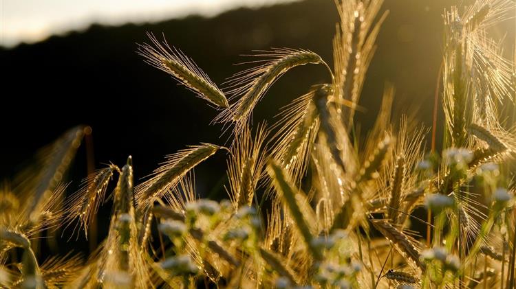 U.S. Wheat Associates: Η παγκόσμια ζήτηση για σιτάρι αυξάνεται κάθε χρόνο