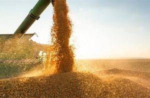 Νέα πτώση για δείκτη FAO τον Οκτώβριο, προς ιστορικό υψηλό τα αποθέματα δημητριακών