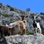 Ετοιμάζεται να πληρώσει τις Σπάνιες Φυλές του 2025 ενώ χρωστά το 2024 ο ΟΠΕΚΕΠΕ