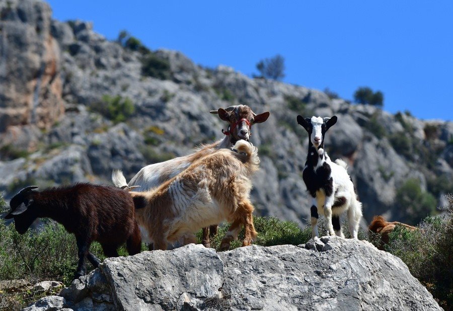 Ετοιμάζεται να πληρώσει τις Σπάνιες Φυλές του 2025 ενώ χρωστά το 2024 ο ΟΠΕΚΕΠΕ