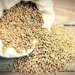 Νέες ποικιλίες, νέοι κανόνες: Η Ευρώπη ανανεώνει τον κοινό κατάλογο αγροτικών και κηπευτικών ειδών