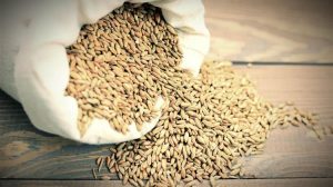 Νέες ποικιλίες, νέοι κανόνες: Η Ευρώπη ανανεώνει τον κοινό κατάλογο αγροτικών και κηπευτικών ειδών