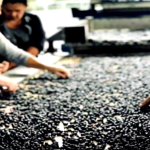 Σταφίδα: βελτιωμένη τιμή αλλά μειώνεται λόγω προβλημάτων η παραγωγή στην Ηλεία