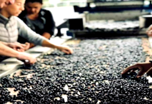 Σταφίδα: βελτιωμένη τιμή αλλά μειώνεται λόγω προβλημάτων η παραγωγή στην Ηλεία