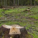 Νομοθεσία της ΕΕ για την αποψίλωση των δασών: η θέση του EK για τα μέτρα απλούστευσης