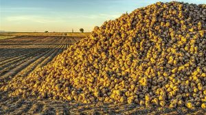 Ζάχαρη: Πού οδηγούνται οι τιμές μετά την αιφνιδιαστική ανοδική στροφή;