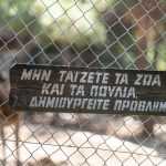 Θεσσαλονίκη: «Λουκέτο» στον ζωολογικό κήπο για κρούσμα βρουκέλλωσης σε κριάρι