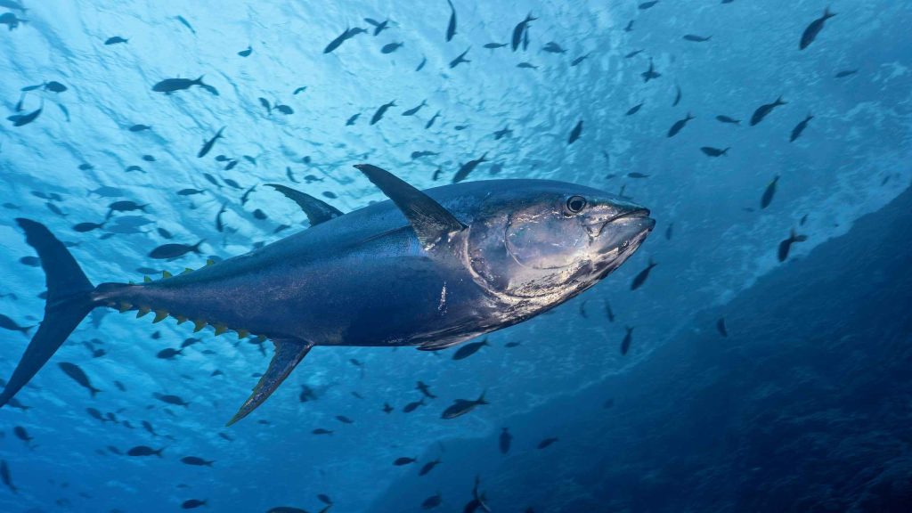 Η αλλαγή της θερμοκρασίας στους Ωκεανούς απειλή για την αλιεία τόνου