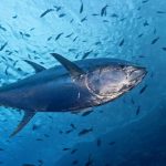 Η αλλαγή της θερμοκρασίας στους Ωκεανούς απειλή για την αλιεία τόνου