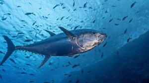 Η αλλαγή της θερμοκρασίας στους Ωκεανούς απειλή για την αλιεία τόνου