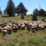 Πανικός κτηνοτρόφων  μετά τη κατανομή  στα βοσκοτόπια, ακόμα  και 95% μειώσεις πριν  την προκαταβολή τσεκ