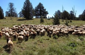 Πανικός κτηνοτρόφων  μετά τη κατανομή  στα βοσκοτόπια, ακόμα  και 95% μειώσεις πριν  την προκαταβολή τσεκ