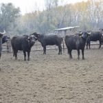 Εγκρίθηκαν 15,7 εκατ. για πληρωμή της προκαταβολής Σπανίων Φυλών 2025