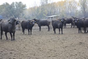 Εγκρίθηκαν 15,7 εκατ. για πληρωμή της προκαταβολής Σπανίων Φυλών 2025