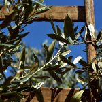 Αποκατάσταση μετά τη συγκομιδή