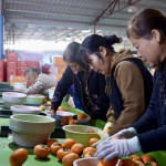Στους 148 εκατ. τόνους οι παγκόσμιες εξαγωγές φρούτων και λαχανικών με οδηγό την Κίνα - Fresher