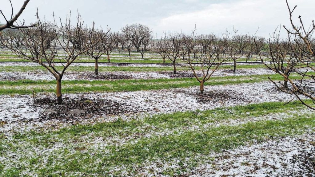 Το χαλάζι έπληξε τις καλλιέργειες στην περιοχή της Τενέας Κορινθίας