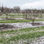 Το χαλάζι έπληξε τις καλλιέργειες στην περιοχή της Τενέας Κορινθίας
