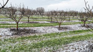 Το χαλάζι έπληξε τις καλλιέργειες στην περιοχή της Τενέας Κορινθίας