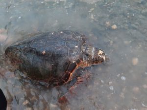 Κόρινθος: Δύο νεκρές χελώνες καρέτα‑καρέτα μέσα σε λίγες ώρες