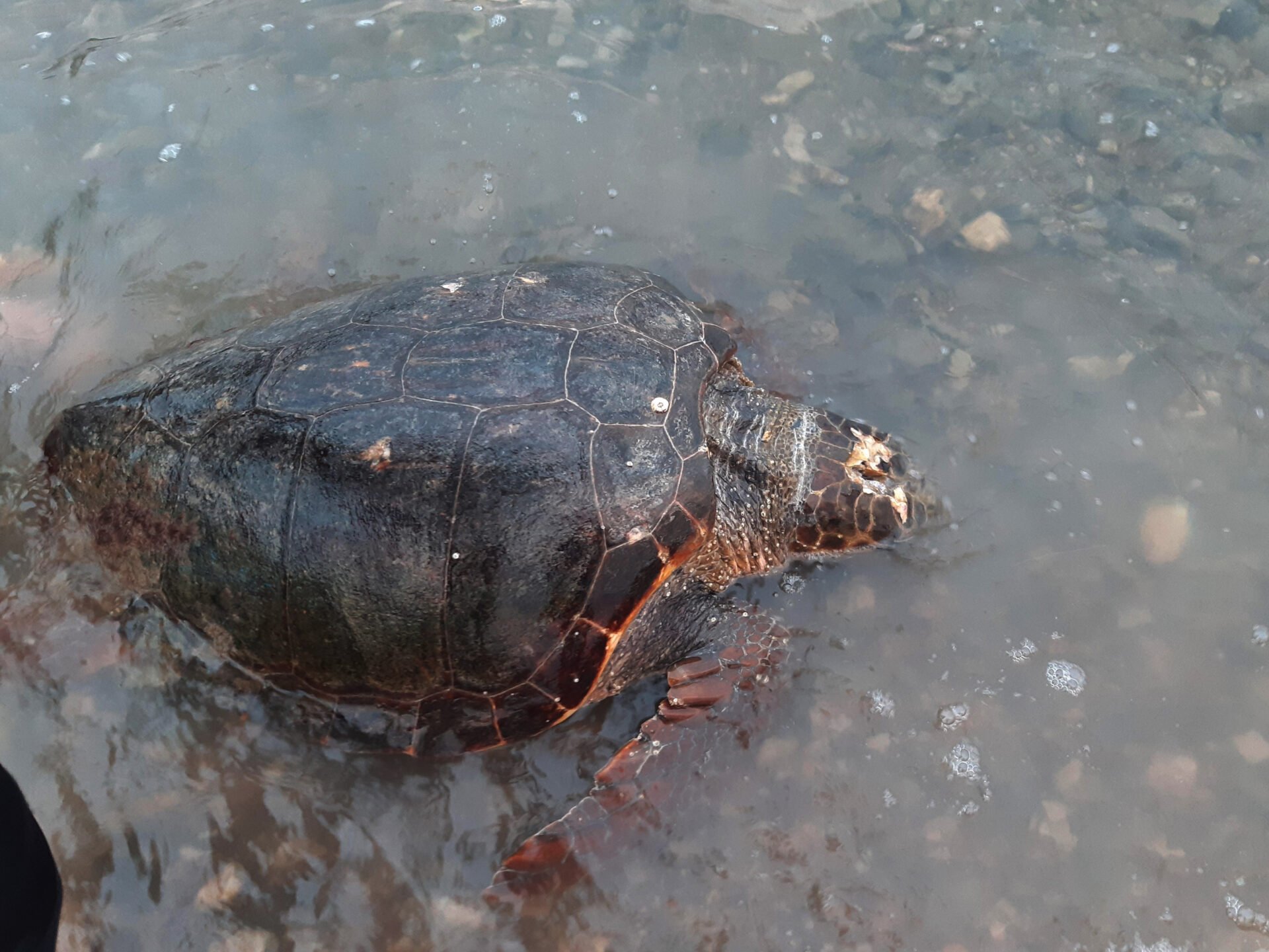 Κόρινθος: Δύο νεκρές χελώνες καρέτα‑καρέτα μέσα σε λίγες ώρες